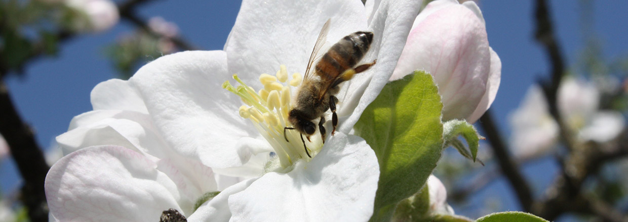 Biene auf Apfelblüte